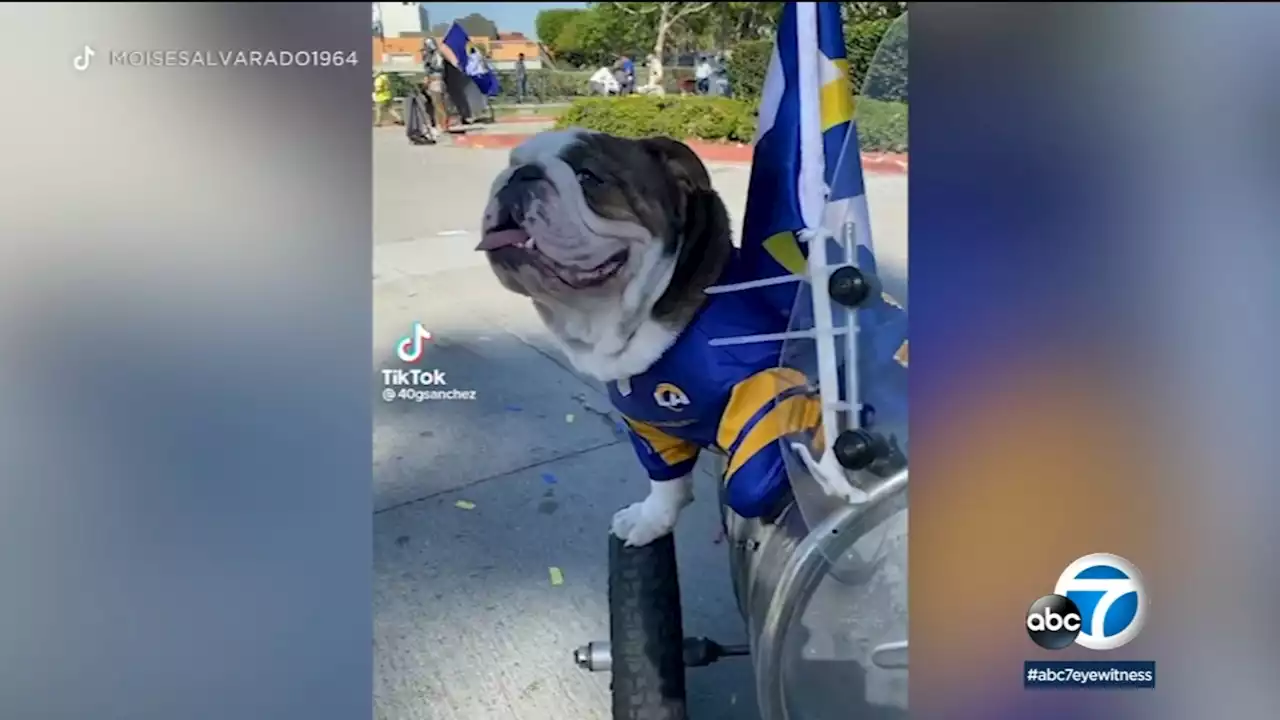 Montebello man offers $5,000 reward after his bulldog stolen right in front of him