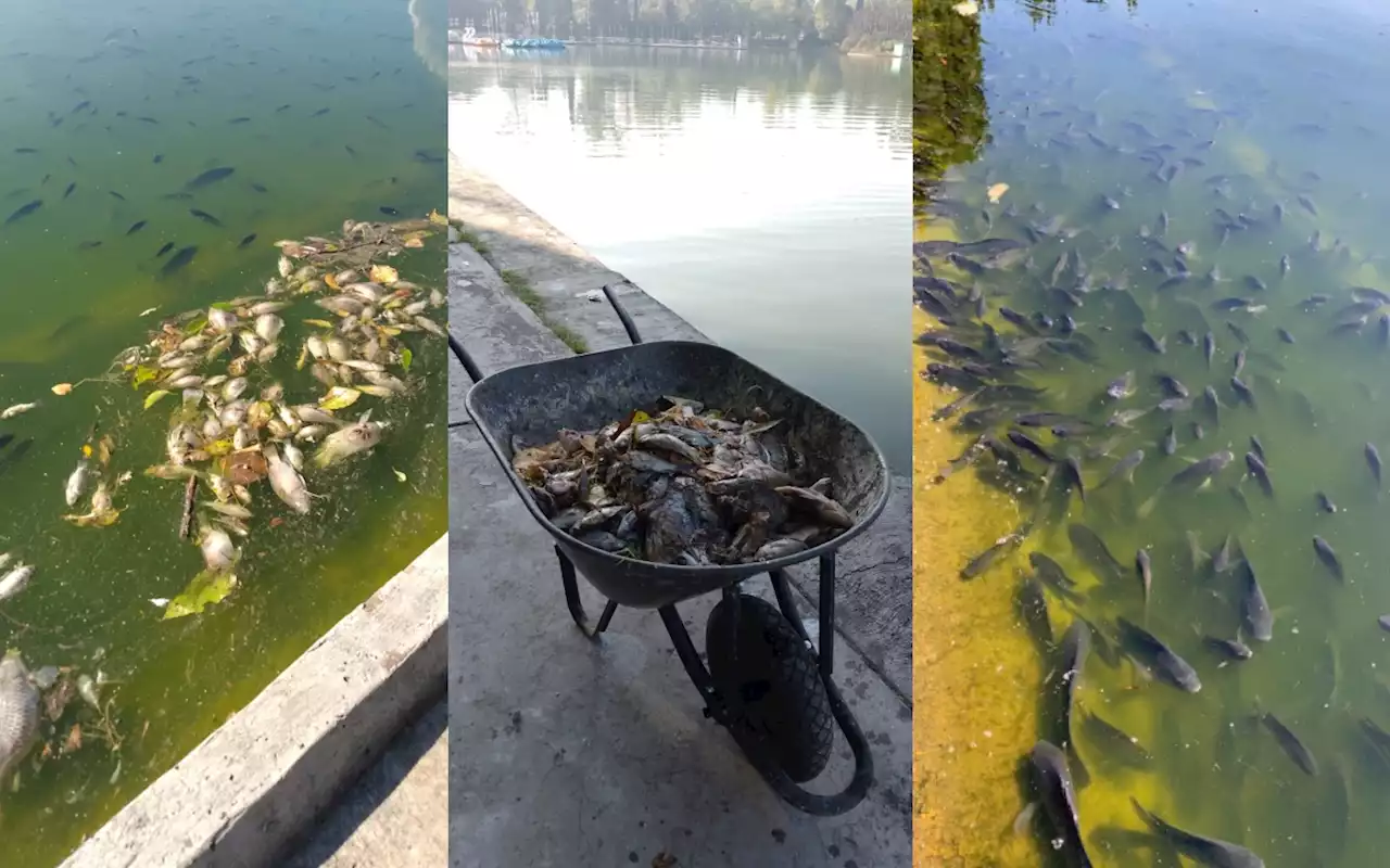 Denuncian muerte masiva de peces en Lago de Chapultepec