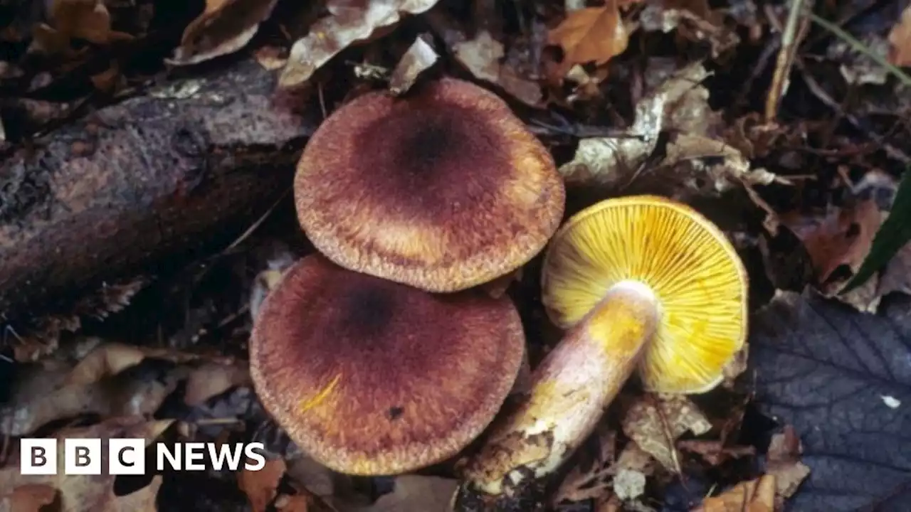 Berks, Bucks & Oxon Wildlife Trust calls on mushroom foragers to stop