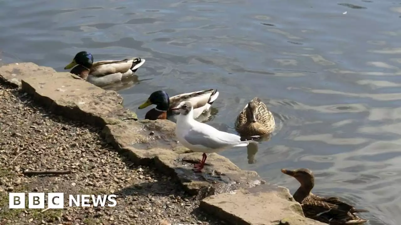 Bird flu strain in Jersey can infect humans but risk is low