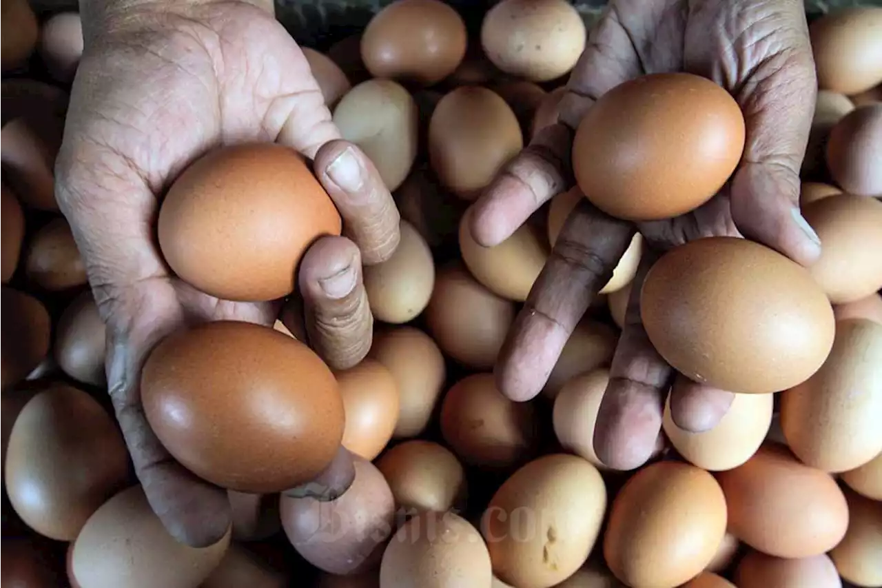 Naik! Harga Telur Ayam di Jakarta Tembus Rp29.372 per Kg