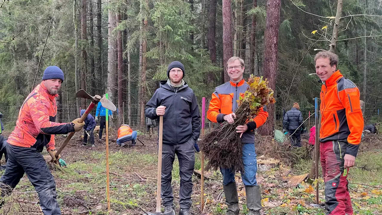 Klimawandel: So muss unser Wald 'umgebaut' werden