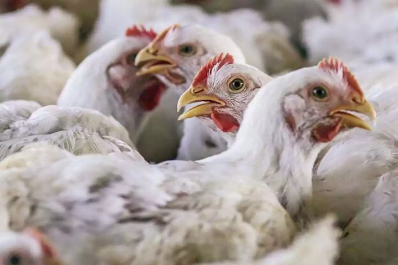 PHL slaps ban on poultry from Japan and California - BusinessMirror