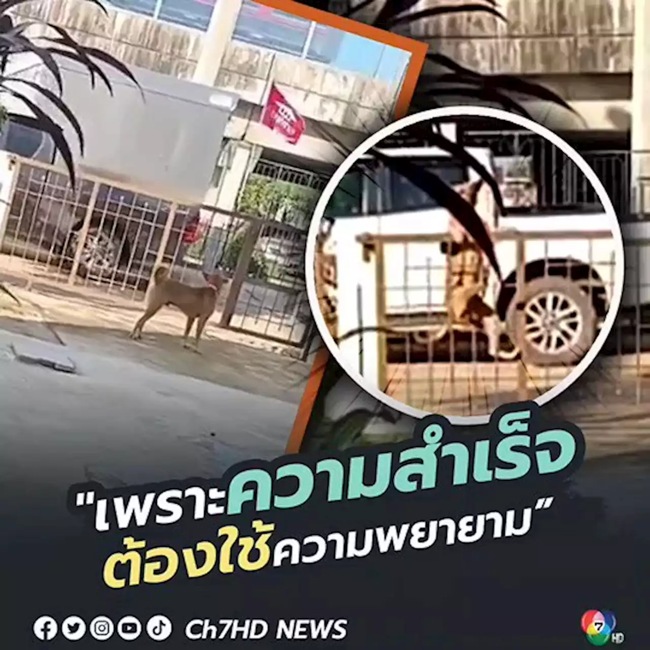 สาวโพสต์คลิปสุนัขจรจัดปีนรั้วบ้านเพื่อที่จะเข้ามาในบ้านของเธอ หลังจากแม่เคยให้อาหารอยู่บ่อยๆ