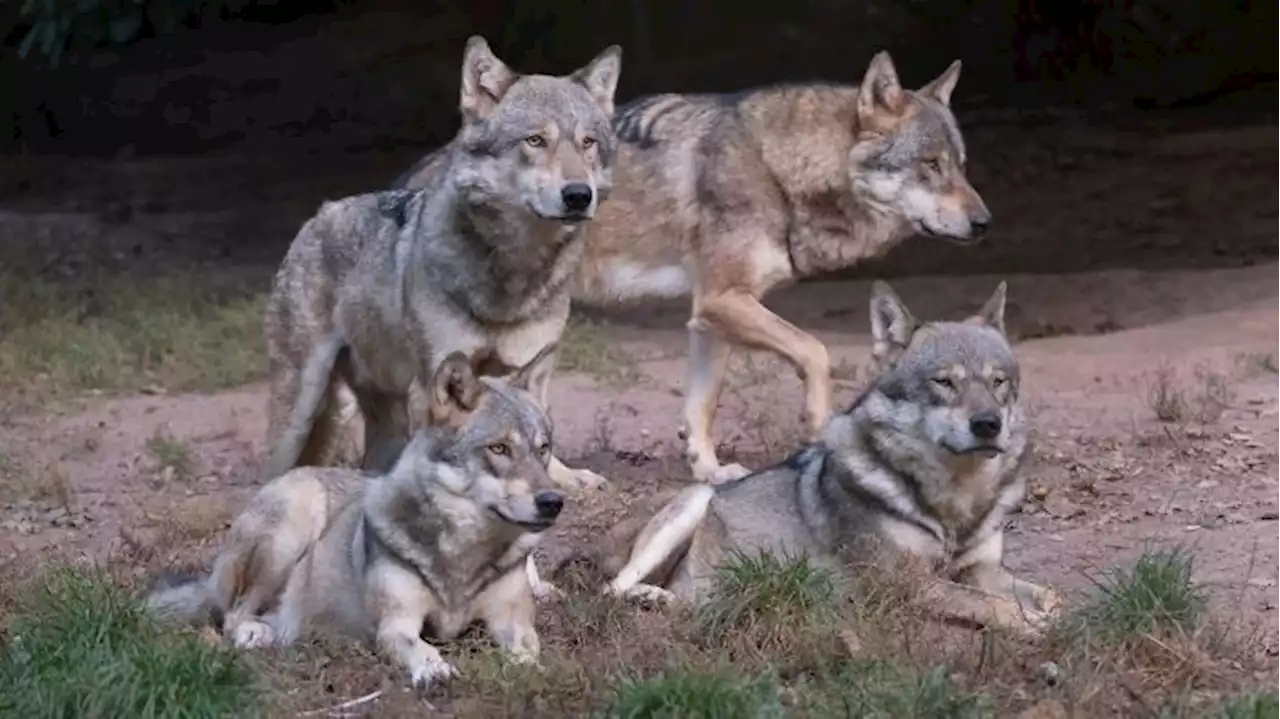 Zahl der Wolfsrudel in Deutschland steigt leicht an