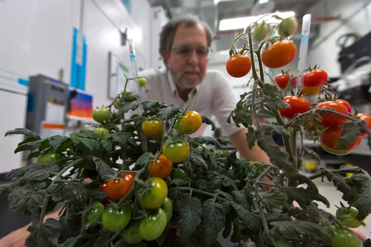 Après les salades et les piments doux, bientôt les récoltes de tomates cerises de l'espace