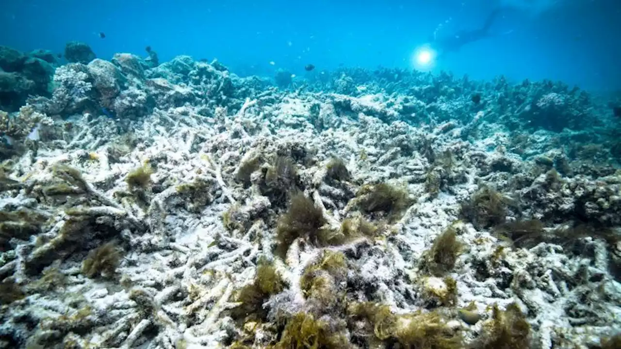 Great Barrier Reef should be placed on the 'in danger' list, UN-backed report shows | CNN