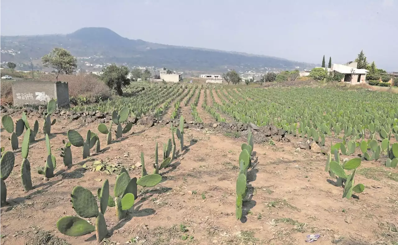 Milpa Alta del robo de gallinas al cobro de piso