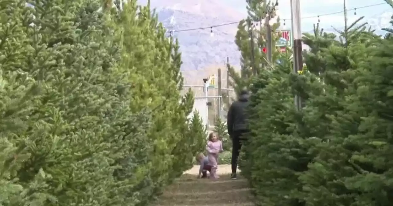 Christmas tree shopping season arrives in Utah