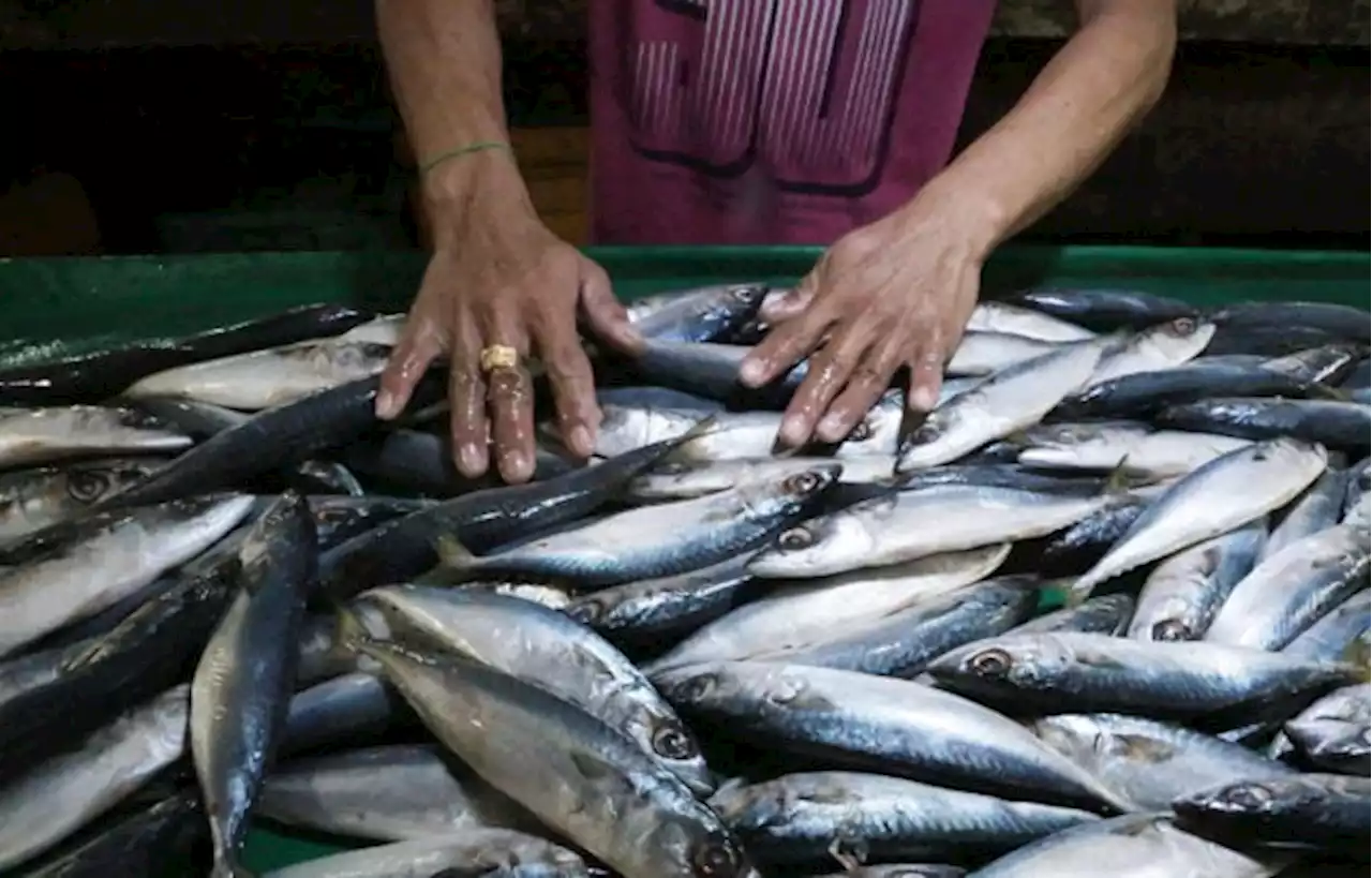 PH tightens guard vs smuggled fish to protect local fisherfolk