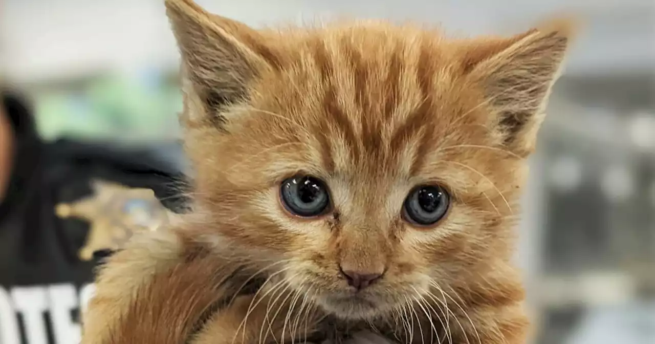 PACC rescues kitten trapped in storm drain