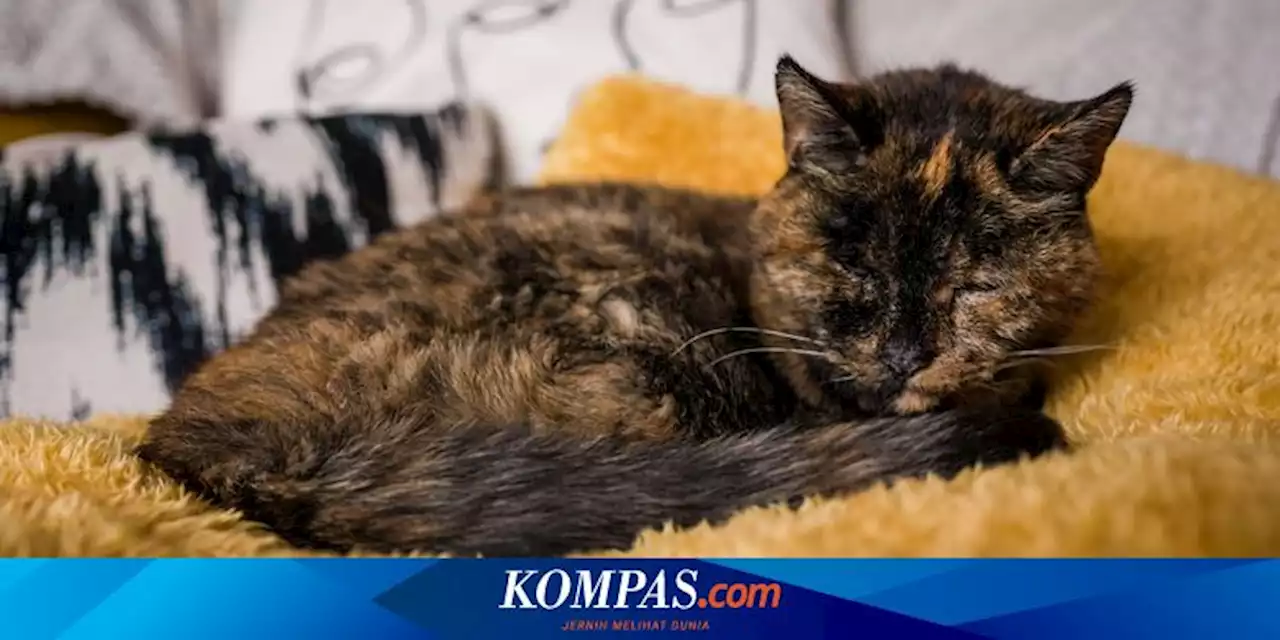 Flossie Dinobatkan Menjadi Kucing Tertua di Dunia yang Masih Hidup, Umurnya Setara 120 Tahun Usia Manusia