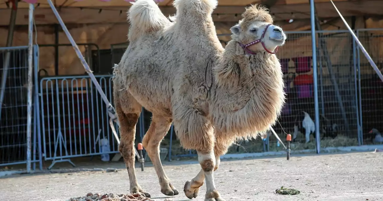 Zirkus-Tiere mischten sich in Grazer Abendverkehr