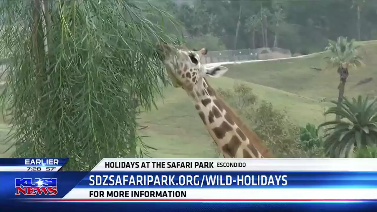 Wild Holiday returns to San Diego Zoo Safari Park -