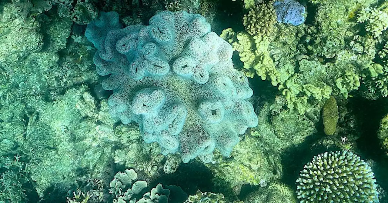 La dégradation de la Grande barrière de corail se poursuit, selon l'Unesco