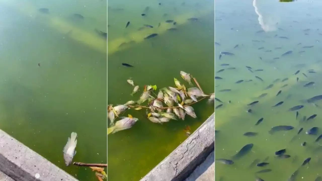 VIDEO: Mueren cientos de peces en Lago de Chapultepec; esto sabemos