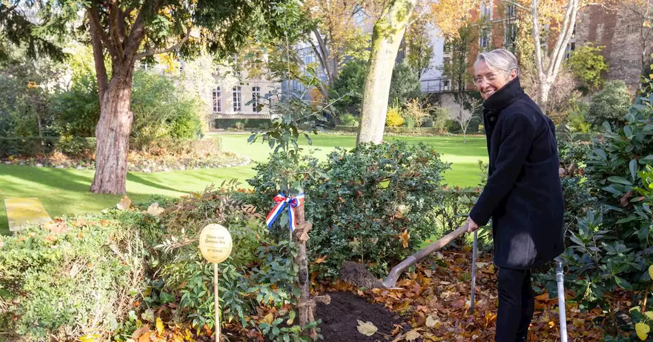 Après six mois à Matignon, Borne a planté un chêne vert pour vanter sa persistance