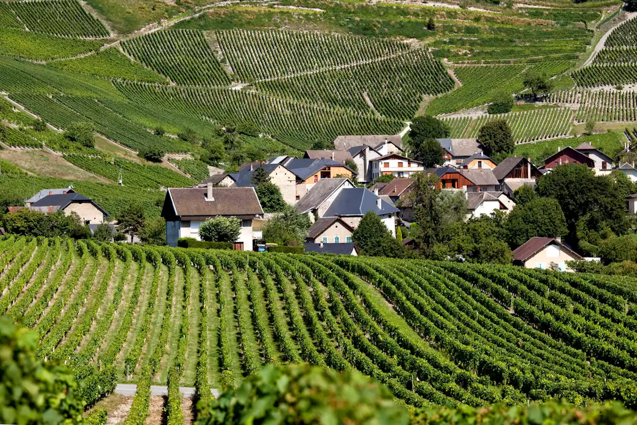 Vins de montagne : l’ivresse des cimes