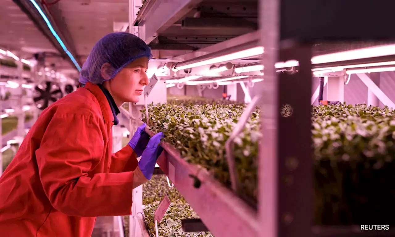 Food of the future: London air raid shelter to underground farm