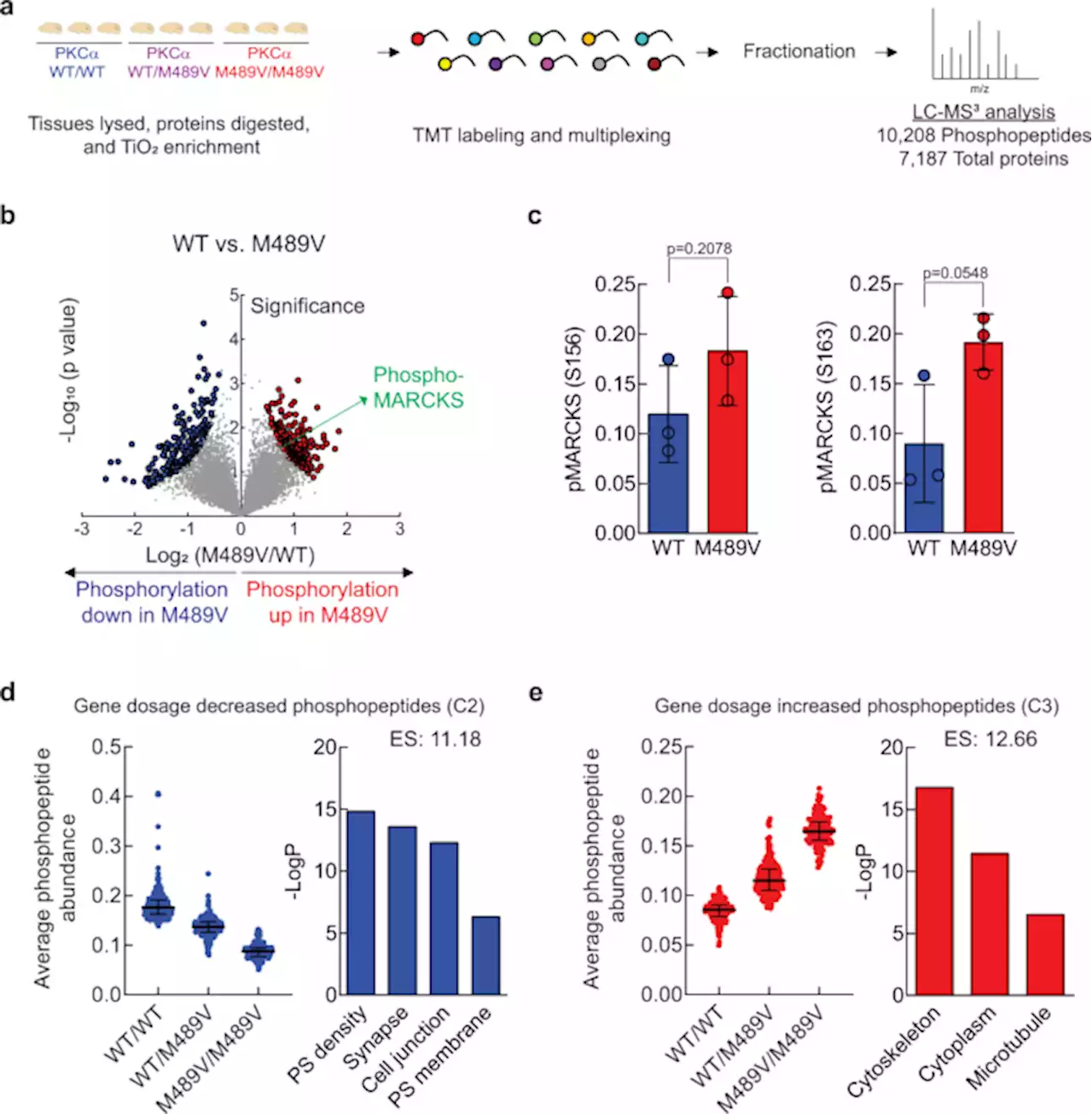 Enhanced activity of Alzheimer disease-associated variant of protein kinase Cα drives cognitive decline in a mouse model - Nature Communications