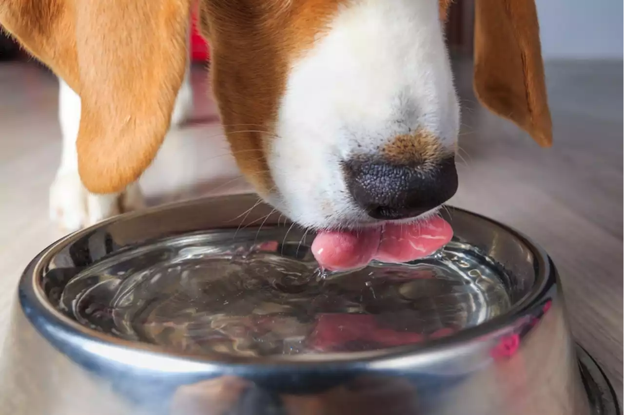 Why won’t Scotts Valley dog eat or drink when he’s left outside?