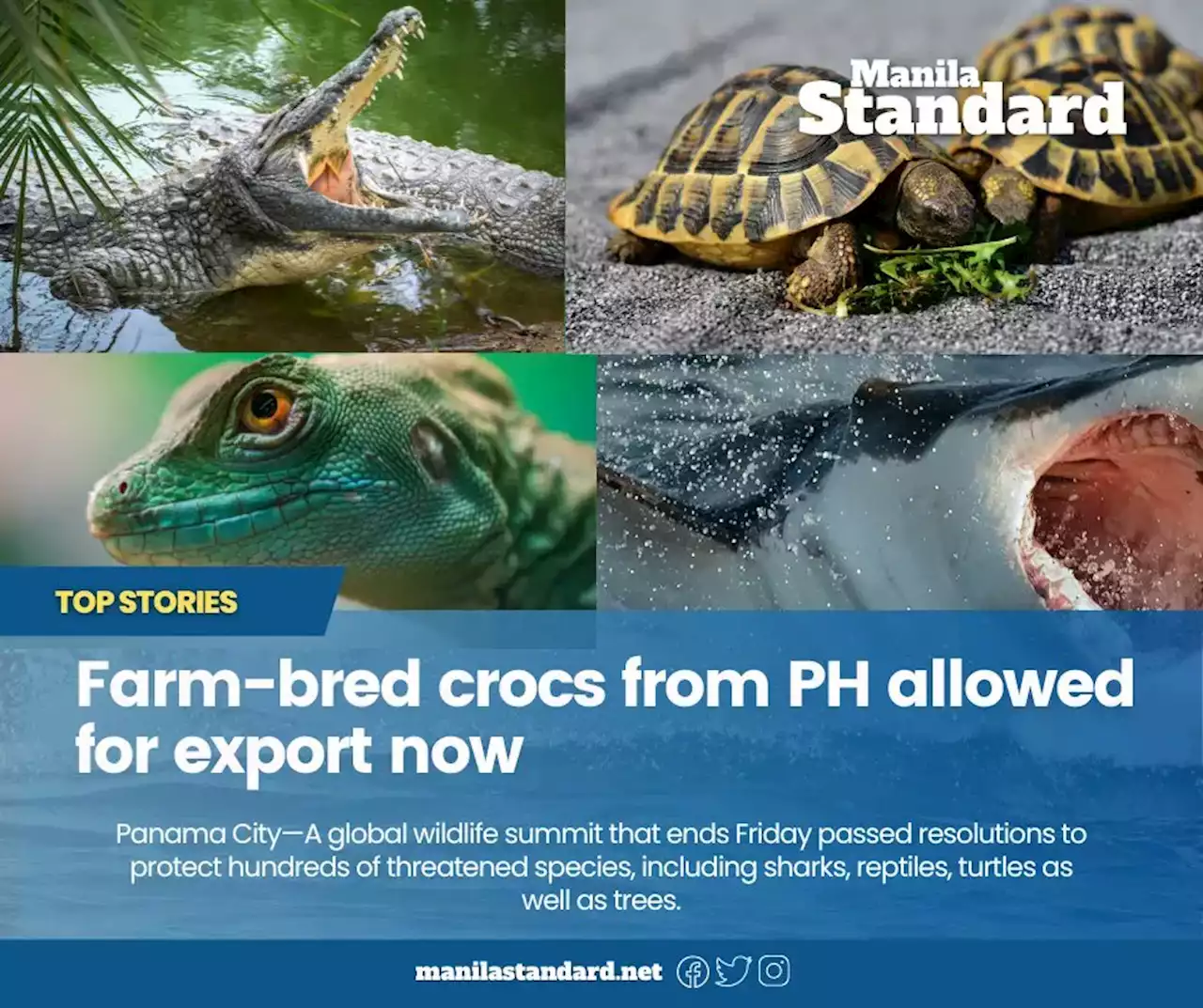 Farm-bred crocs from PH allowed for export now