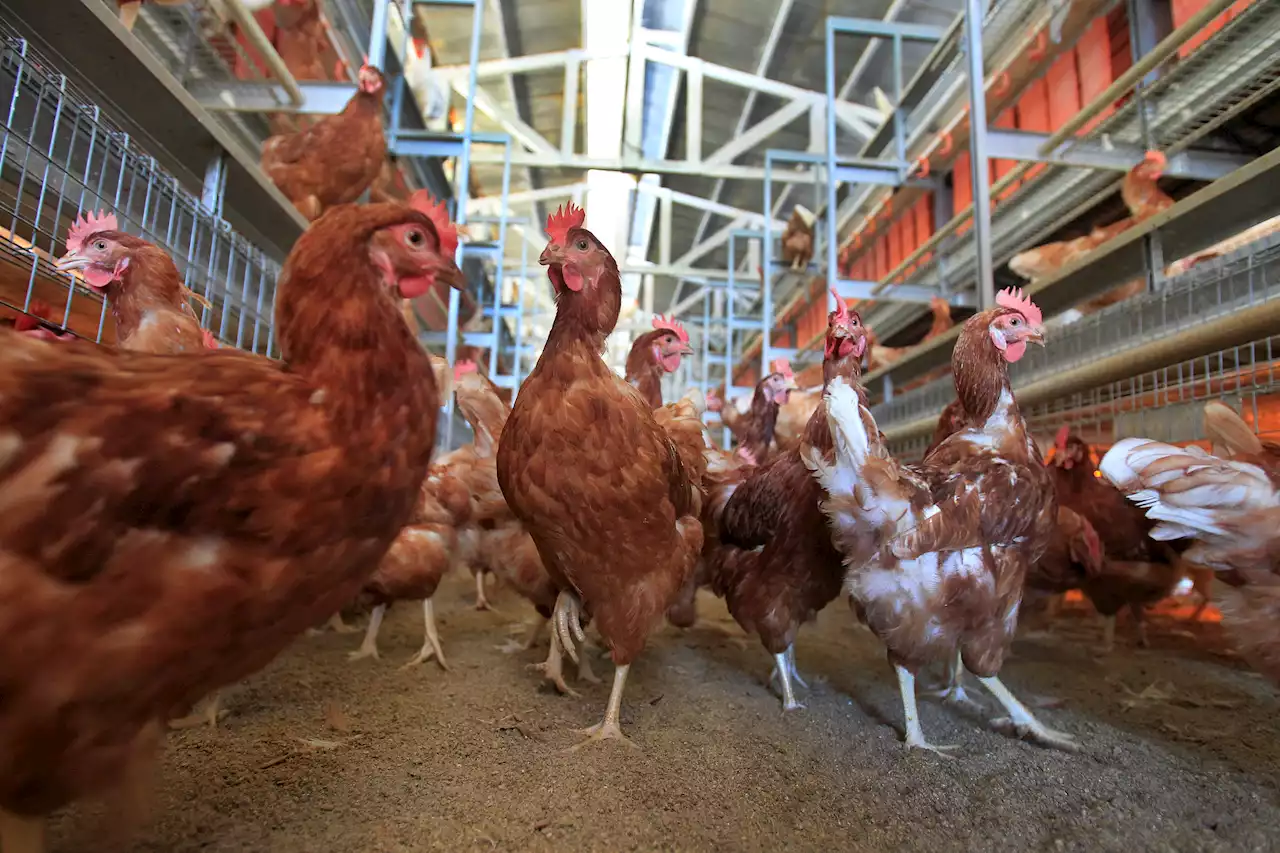 1.8 Million Chickens Slaughtered After Bird Flu Found in Nebraska Farm