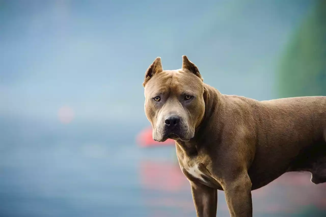 Your dog 'is a loaded weapon' - if it mauls someone you can be left bankrupt, lawyers warn | News24