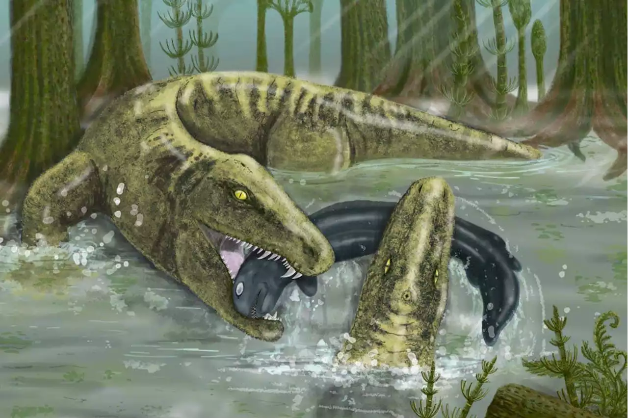 Ancient predator was one of first vertebrates to grow fast while young