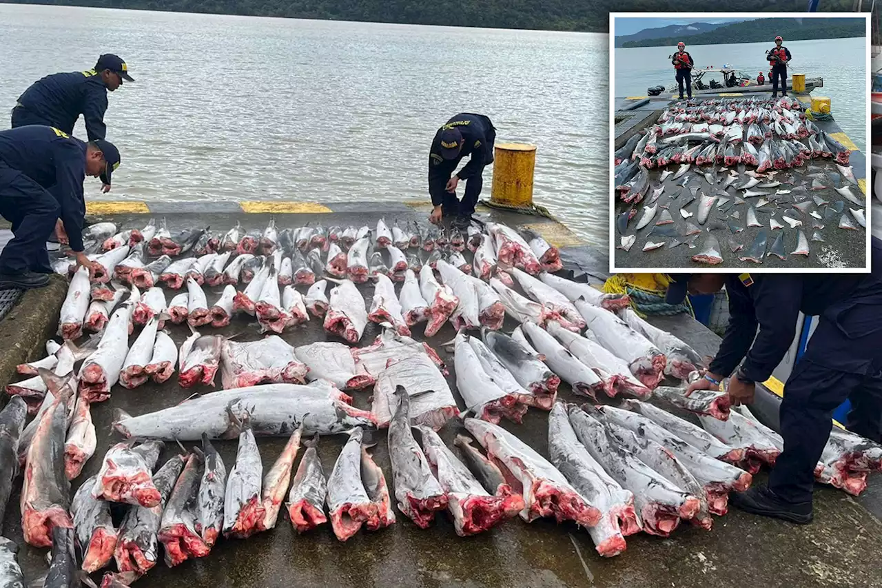 Boat busted with mutilated corpses of 114 protected sharks weighing nearly 1 ton