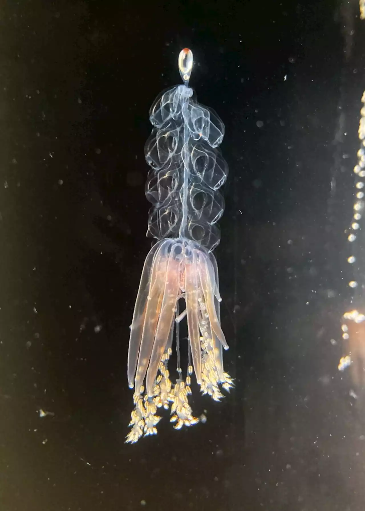 Swimming habits of gelatinous animals could inspire underwater vehicle design