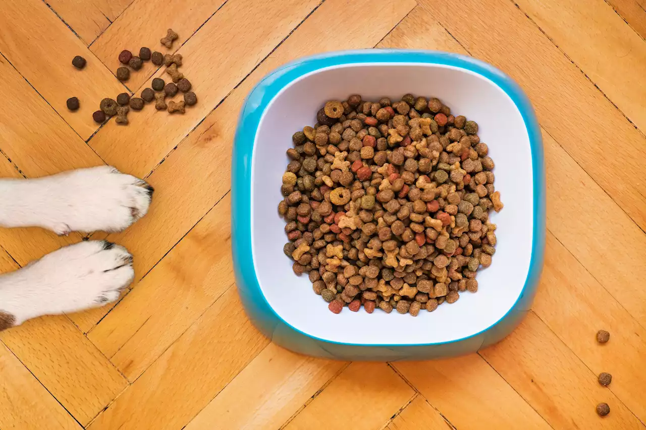 Nova Scotia SPCA handing out pet food to Pictou County petowners on Nov. 29 | SaltWire