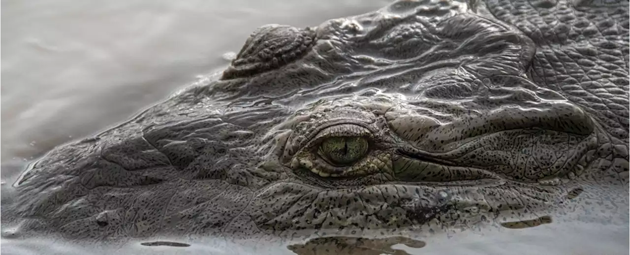 Crocodiles Seem to Be Thriving in a Toxic River That's More Like a Sewer. Here's Why