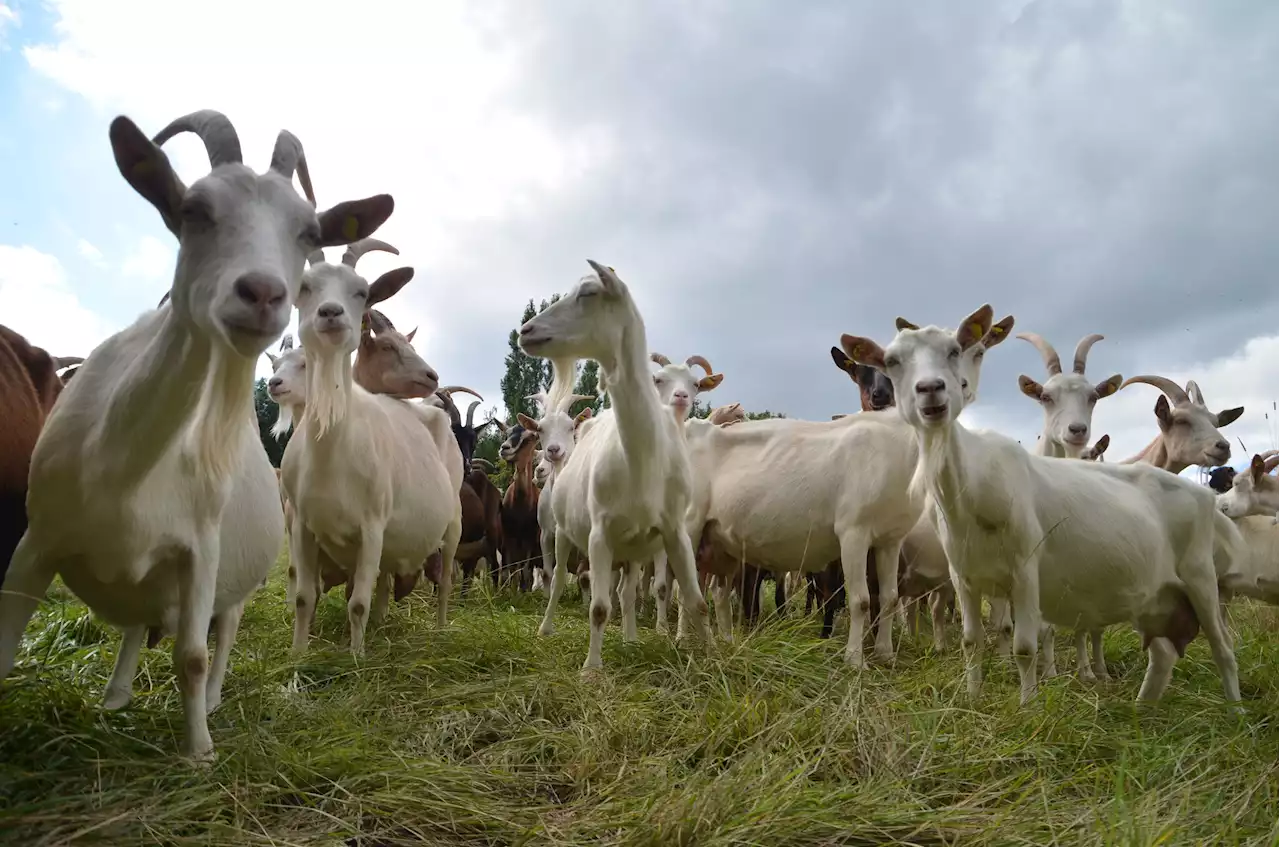 Goats can save Bay Area towns from wildfires