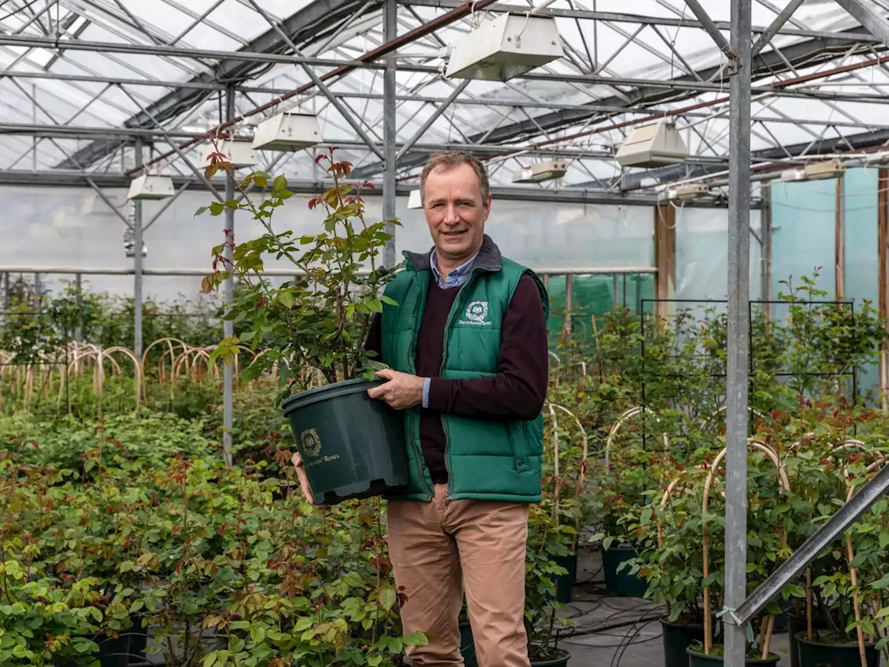 David Austin Roses takes difficult step to retire popular flower varieties due to climate change