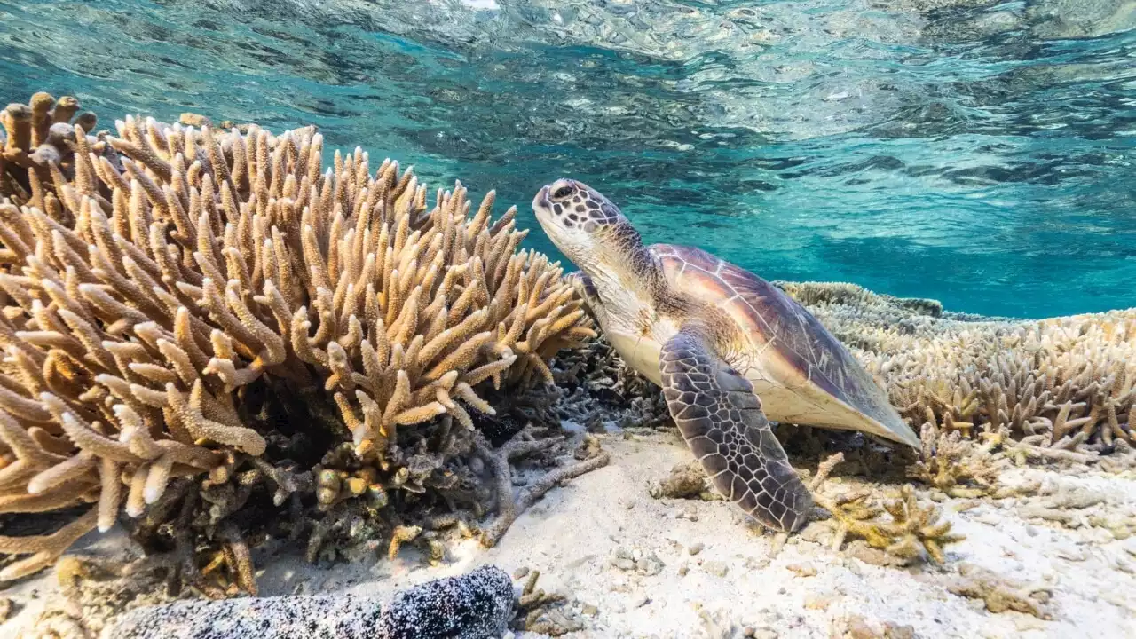 UN recommends Great Barrier Reef be listed as a World Heritage site &#8216;in danger&#8217;