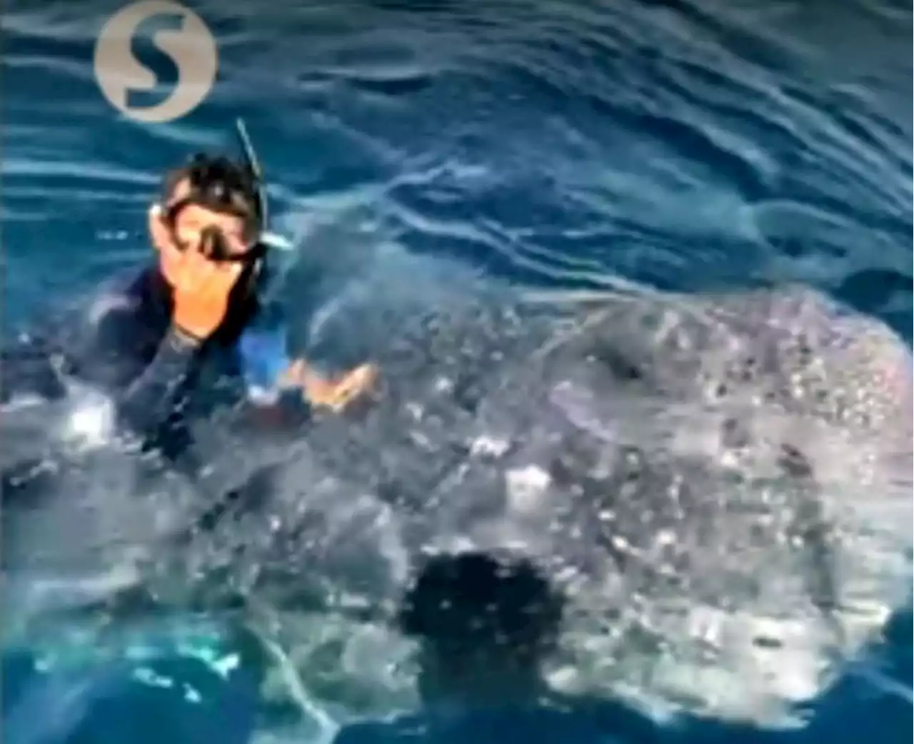 Sabah Parks going after whale shark rider in Semporna waters