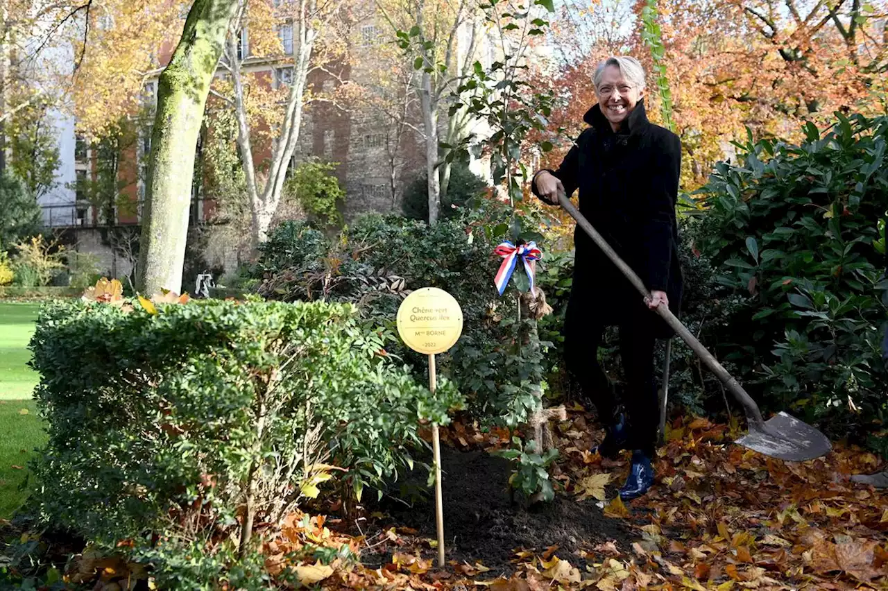 Élisabeth Borne plante à Matignon un chêne vert au feuillage « persistant »