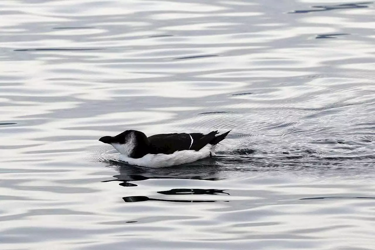 Environnement : des pingouins Torda aperçus sur la côte corse, les scientifiques s’interrogent