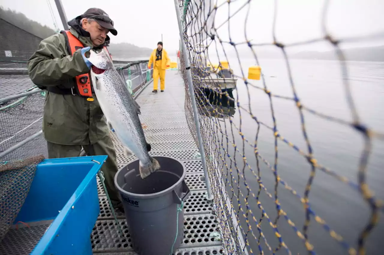 Sea lice numbers not necessarily influenced by salmon farms: industry studies - Terrace Standard