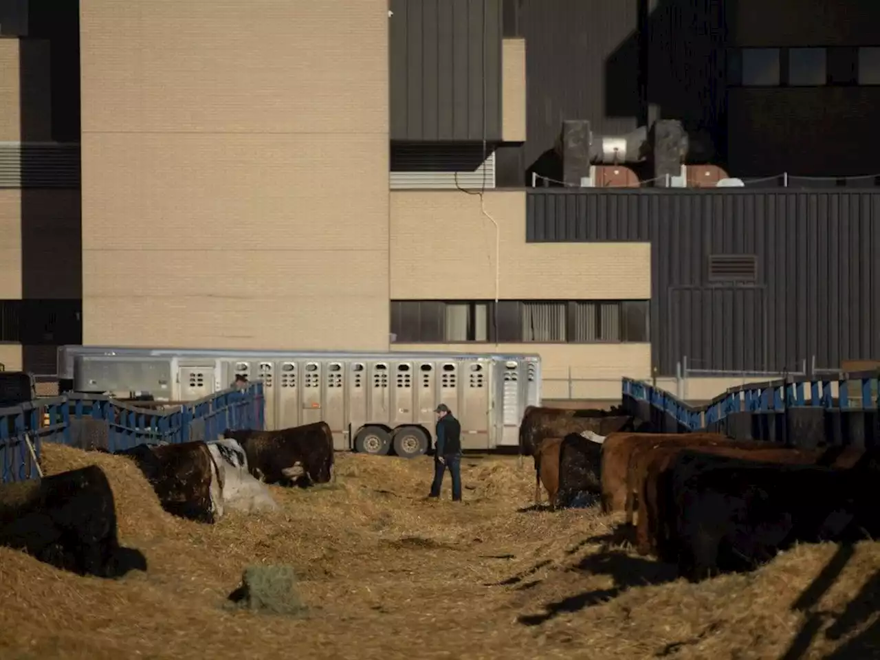 Canadian Western Agribition organizers 'excited' for show's return