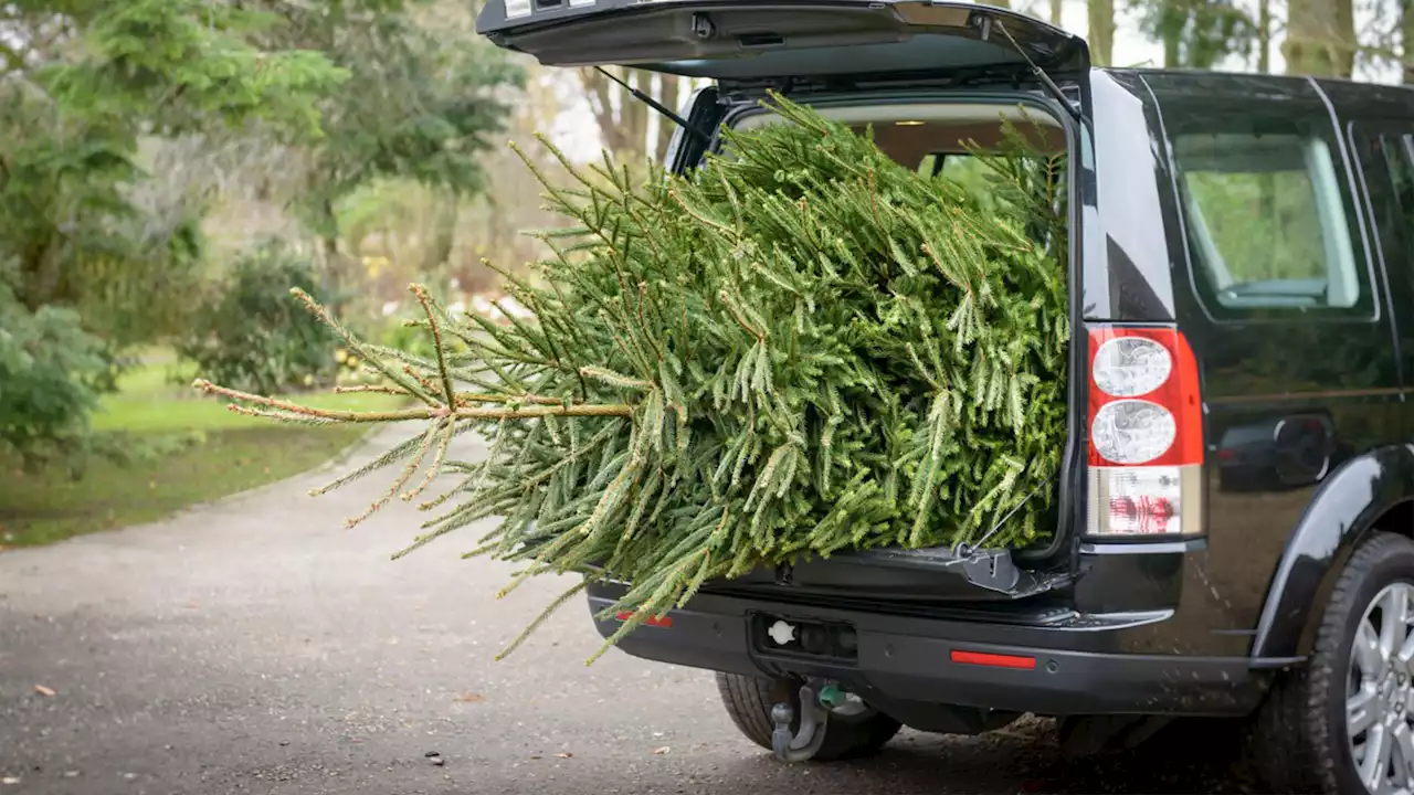 Drivers warned that transporting their Christmas tree could cost them £5,000