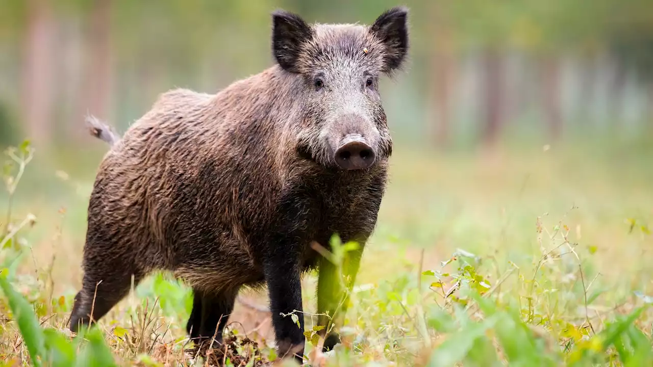 Wildschweine sorgen für Unfälle - und erschrecken Spaziergänger