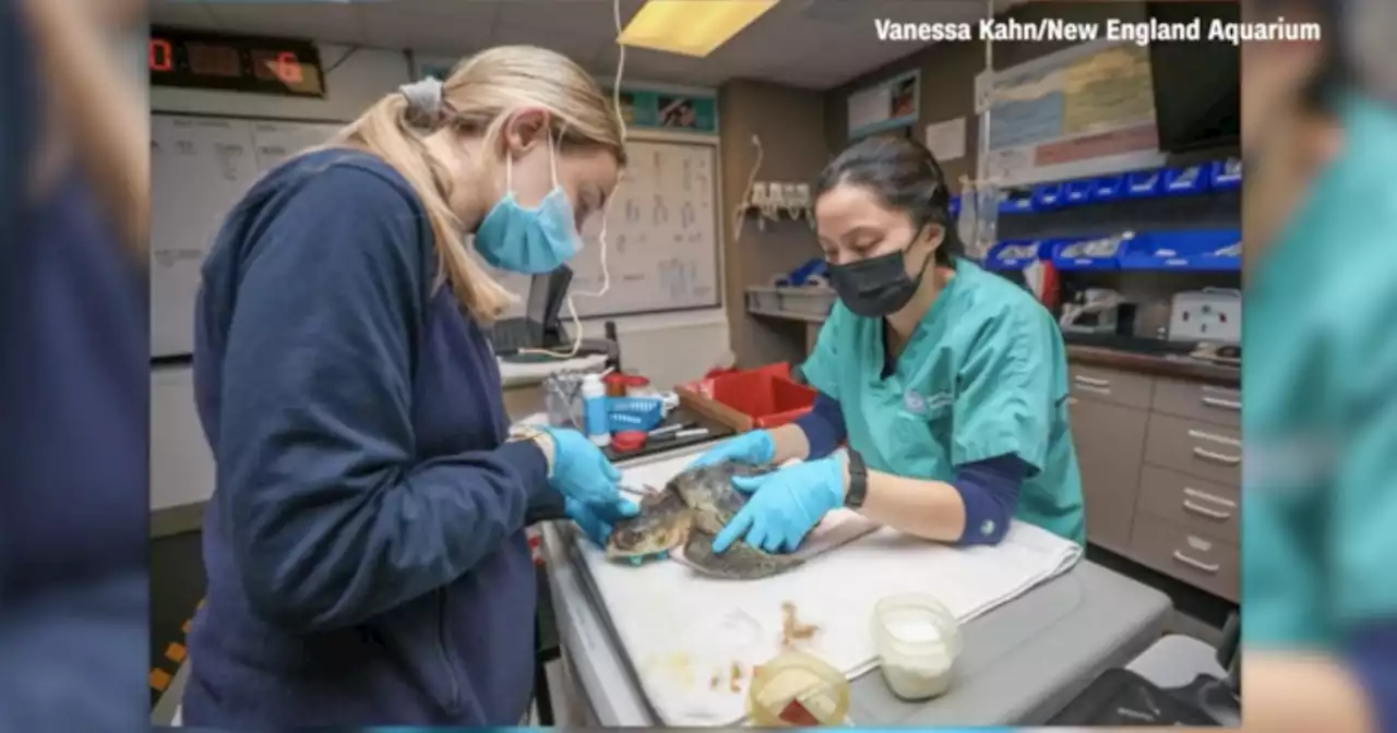 Aquarium treating stranded cold-stunned turtles