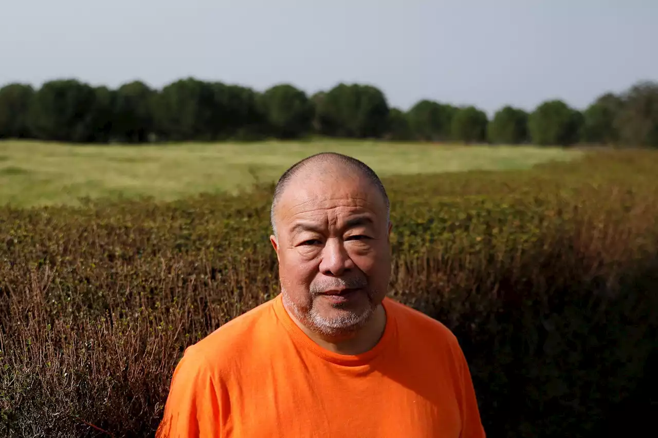 Ai Weiwei über Proteste in China: «Die Menschen werden kontrolliert wie Vieh, wie Kühe, Schweine und Hunde»