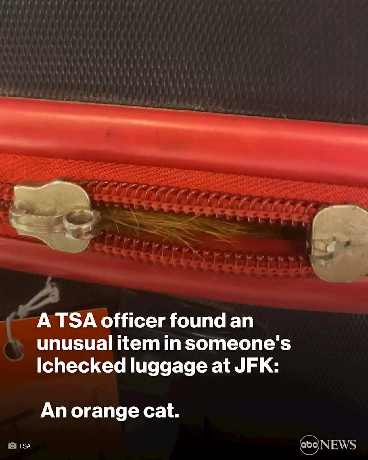 Cat's out of the bag when TSA finds stowaway feline at JFK