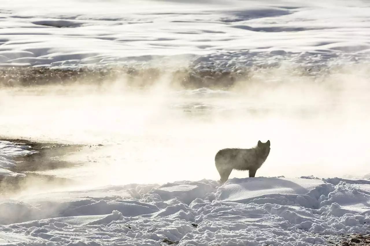 Montana officials urge judge to lift limit on wolf kills