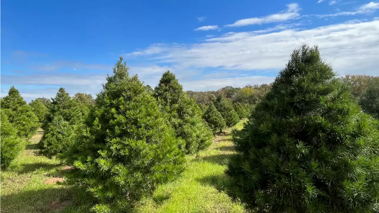 Where to find your Christmas tree