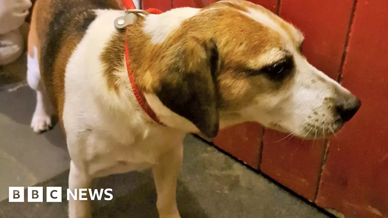 Twyford: Stolen dogs reunited with owner after three years