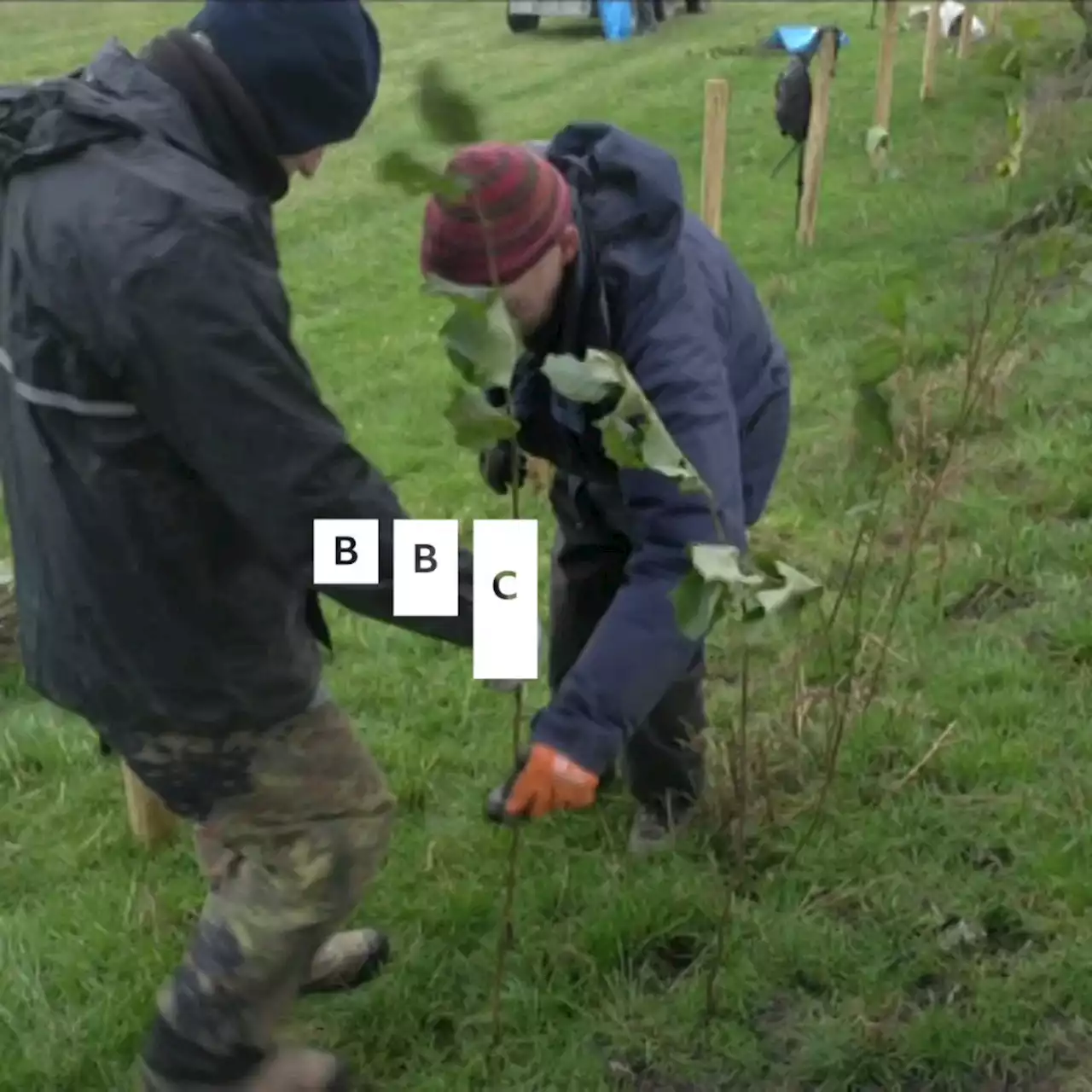 Countryside charity bringing hedges back to life